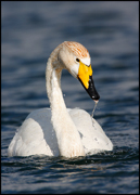 SWANS AND GEESE